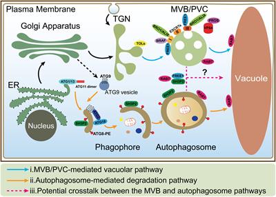 The Multivesicular Body and Autophagosome Pathways in Plants